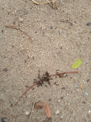 Formicidae