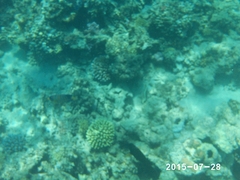 Pygoplites diacanthus