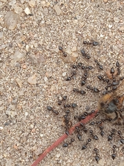 Formicidae