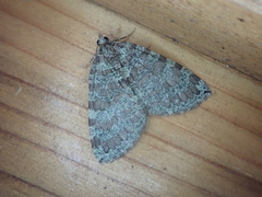 Hydriomena furcata