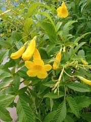 Tecoma stans