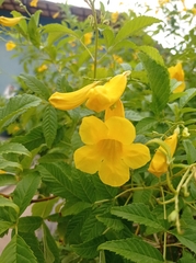 Tecoma stans