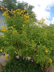 Tecoma stans