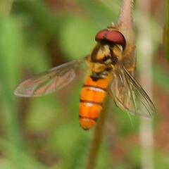 Episyrphus trisectus