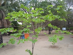 Magnoliopsida