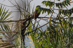 Centropus superciliosus