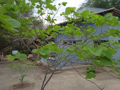 Magnoliopsida