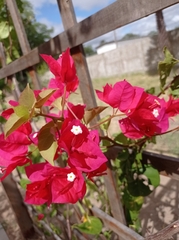 Bougainvillea