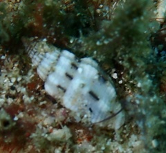 Vexillum exasperatum