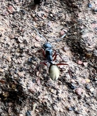 Camponotus suffusus bendigensis