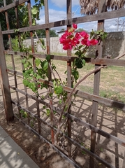 Bougainvillea