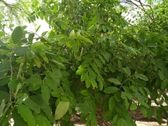 Magnoliopsida