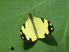 Leptophobia eleone