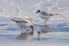 Thinornis cucullatus