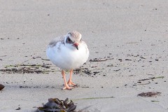 Thinornis cucullatus