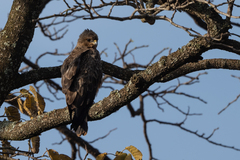 Hieraaetus wahlbergi