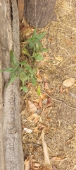 Heliotropium angiospermum