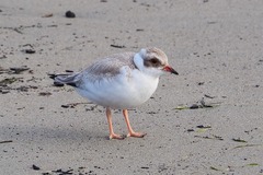 Thinornis cucullatus