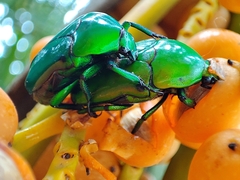 Heterorrhina elegans