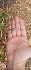 Heliotropium angiospermum