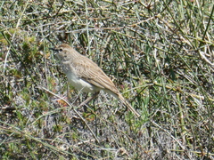 Cincloramphus mathewsi