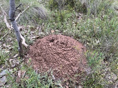 Camponotus suffusus bendigensis
