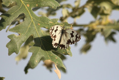 Melanargia lachesis