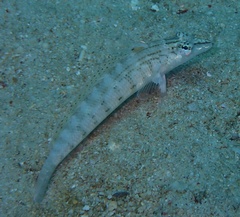 Parapercis lineopunctata