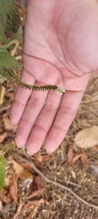 Heliotropium angiospermum