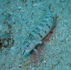 Parapercis lineopunctata