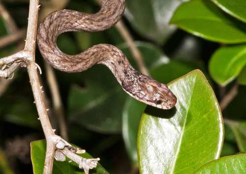 Photo of a Lined Forest Snake (Compsophis infralineatus)