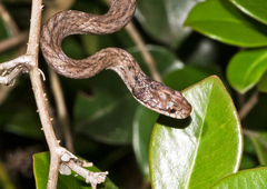 Compsophis infralineatus