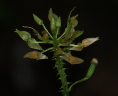 Epidendroideae