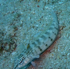 Parapercis lineopunctata