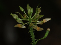 Epidendroideae