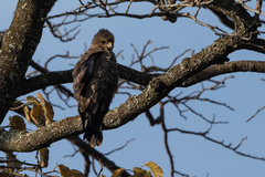 Hieraaetus wahlbergi