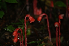 Monotropa coccinea