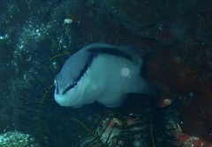 Pseudochromis perspicillatus