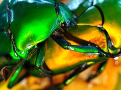 Heterorrhina elegans