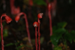 Monotropa coccinea