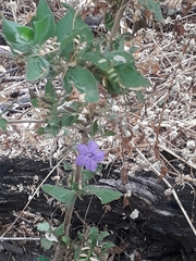 Ruellia paniculata