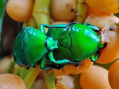 Heterorrhina elegans