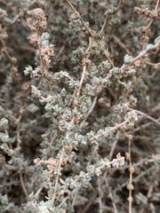 Atriplex glauca