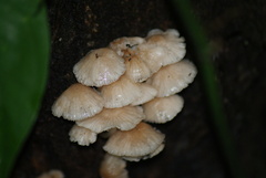 Marasmiellus affixus
