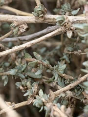 Atriplex glauca