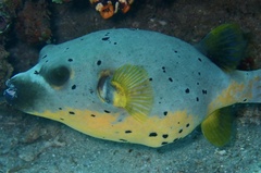 Arothron nigropunctatus