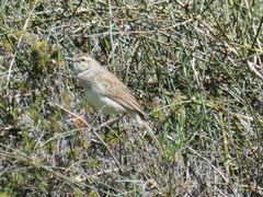 Cincloramphus mathewsi