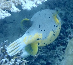 Arothron nigropunctatus