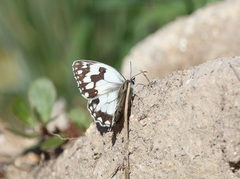 Melanargia lachesis
