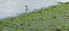 Limosa limosa